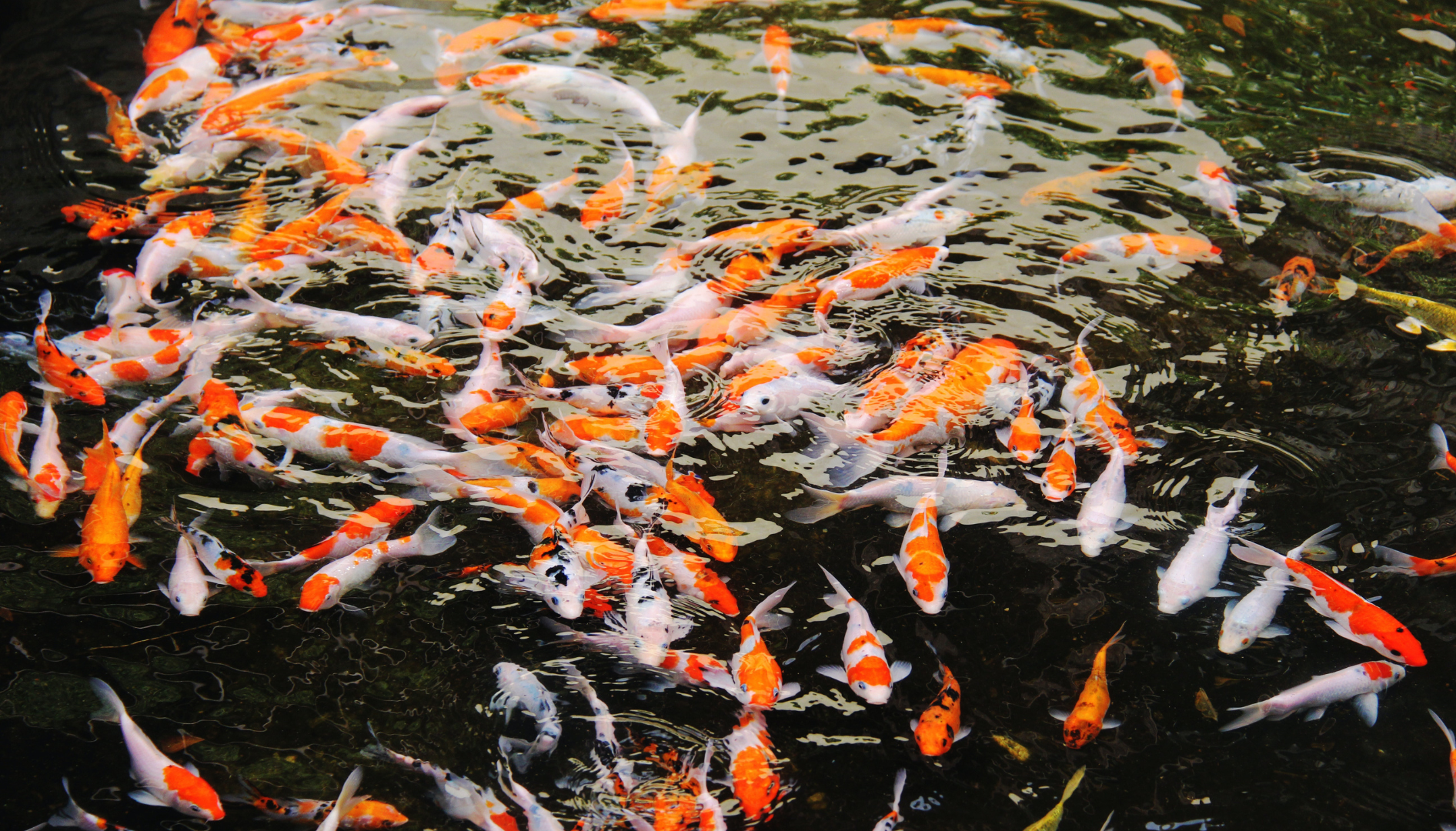 Imagem mostrando peixes coloridos nadando